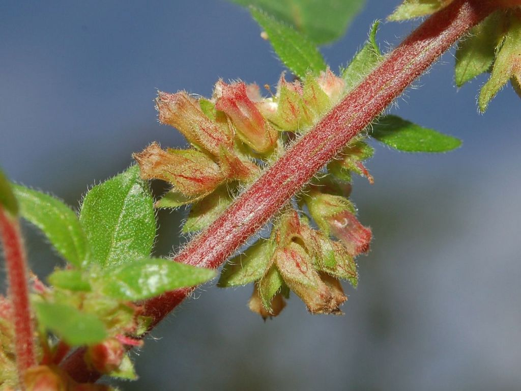 Parietaria judaica / Vetriola minore